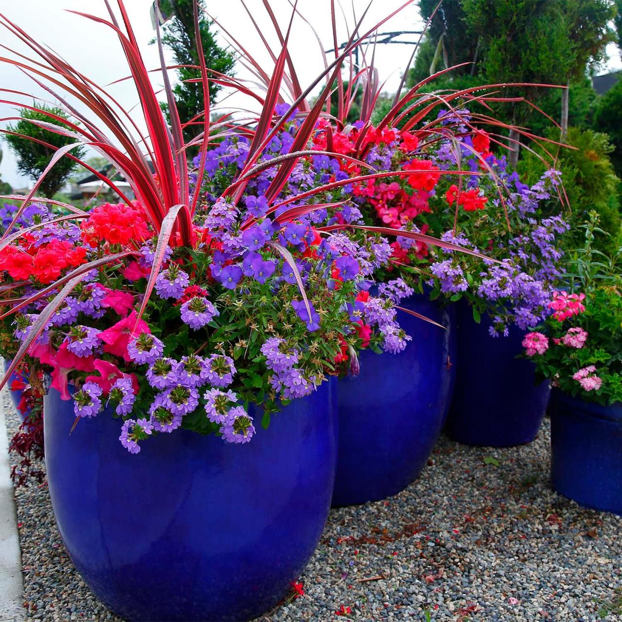 Integrate Rodgers Plants into Your Home Garden