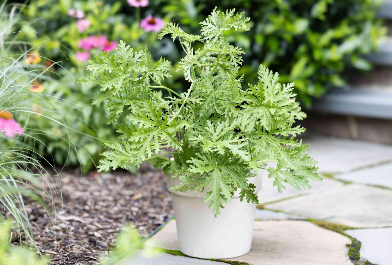 Discover the Best Practices for Citronella Plant: Tips for Growing and Using This Herb