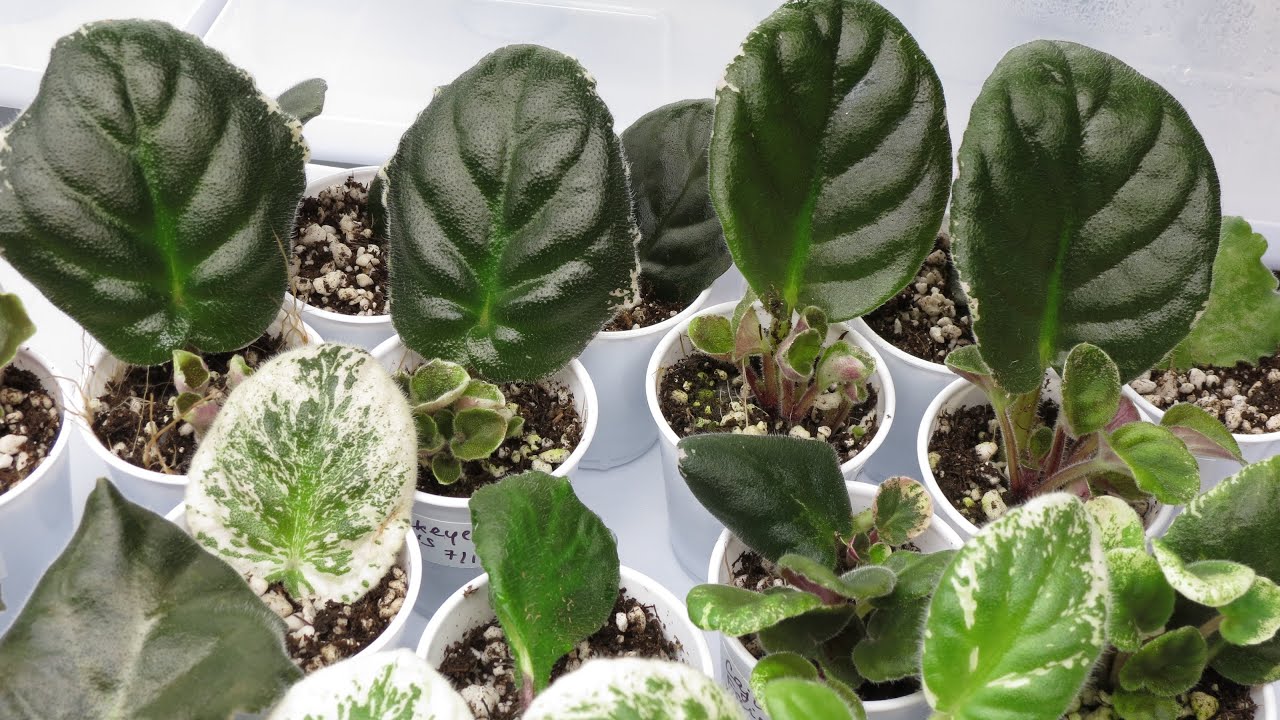 African Violet Propagation: Insider Tips from Gardening Experts