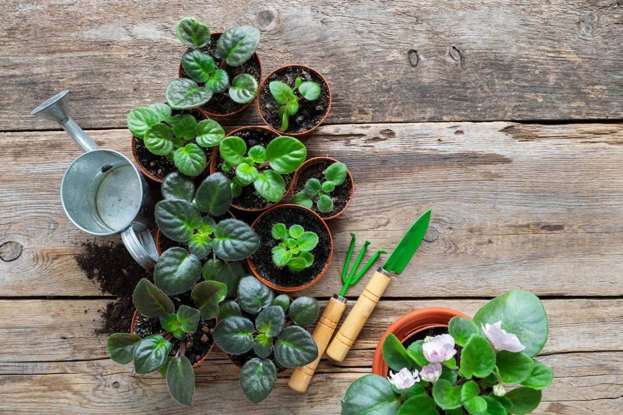 African Violet Propagation: Insider Tips from Gardening Experts