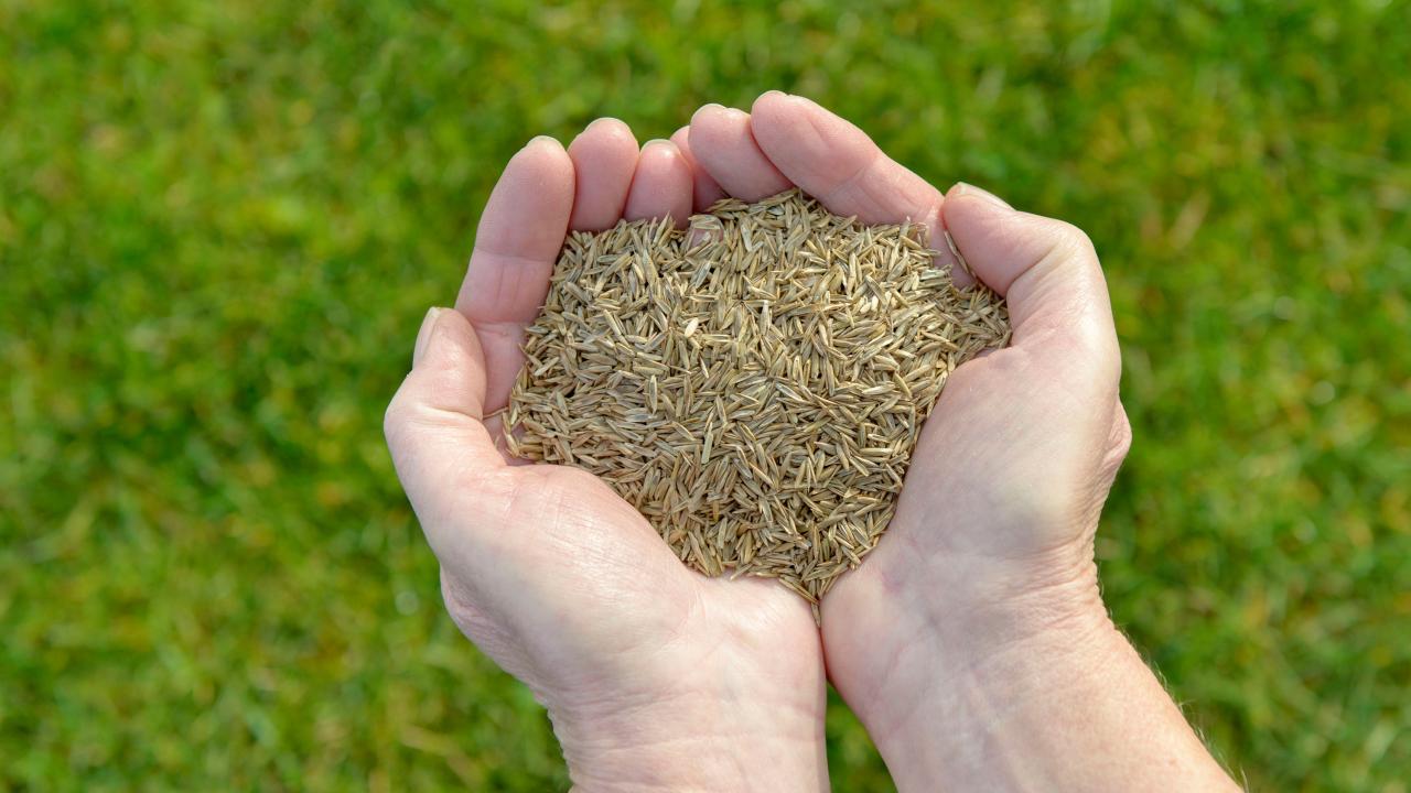 The Ultimate Guide to Sowing Grass Seed: Best Timing Tips for a Beautiful Lawn